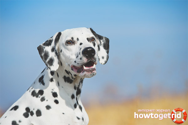 Dog breed dalmatian