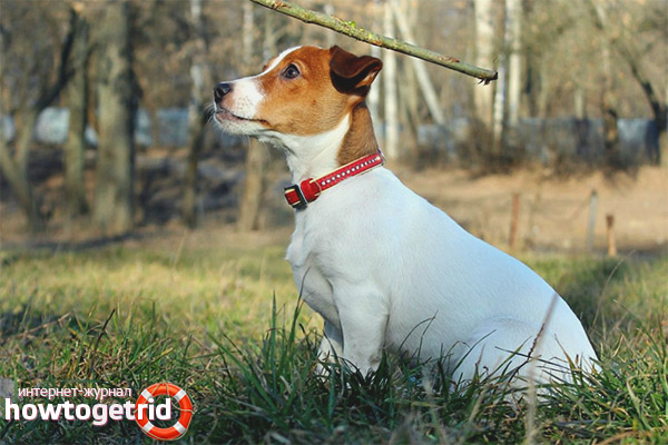 Dog breed Jack Russell