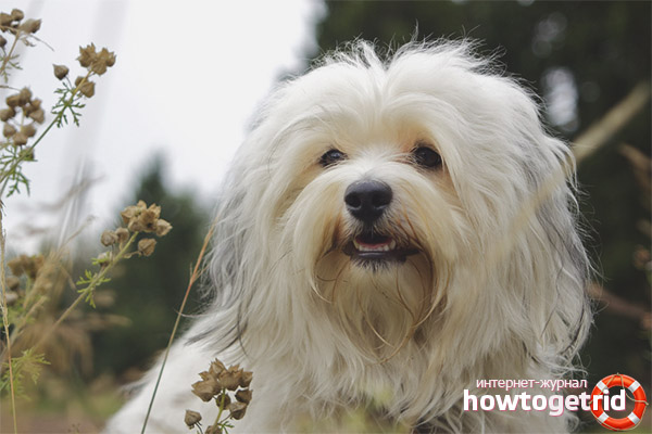 Dog breed Havana Bichon