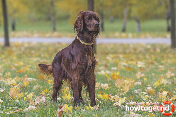 Dog breed Irish Setter