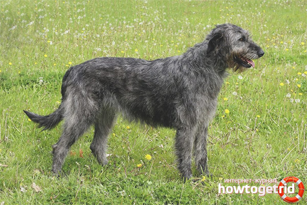 Dog breed Irish Wolfhound