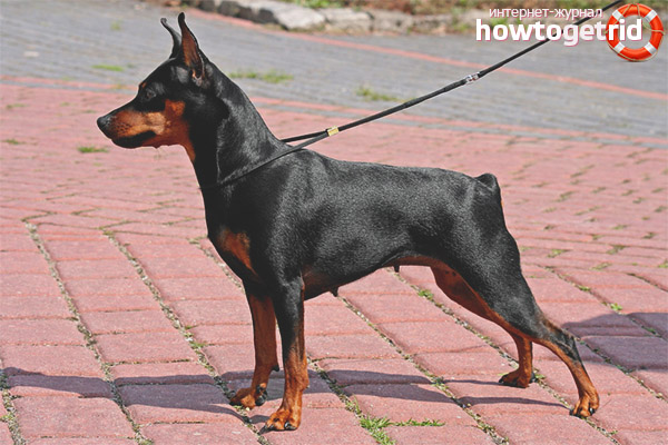 Dog breed dwarf pincher