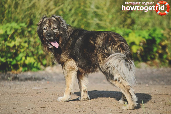 Dog breed Caucasian Shepherd