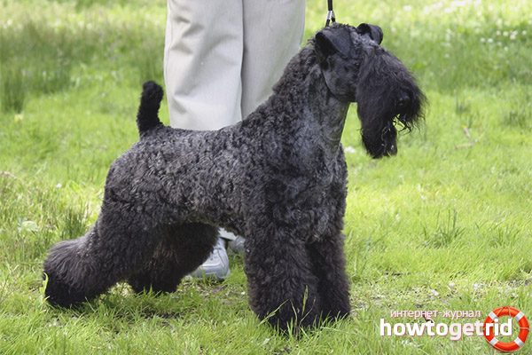 Dog breed Kerry Blue Terrier
