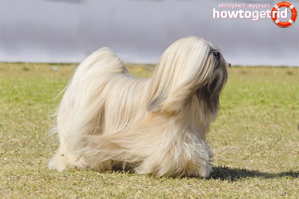 Dog breed Lhasa Apso