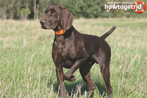 Pointer dog breed