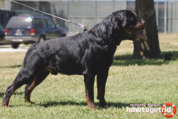 Dog breed rottweiler
