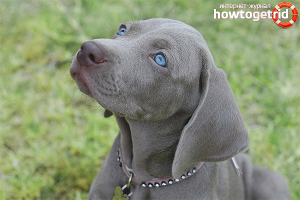 Weimaraner dog breed