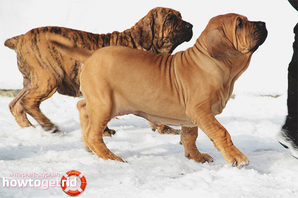 The habits of a dog breed fila brasileiro