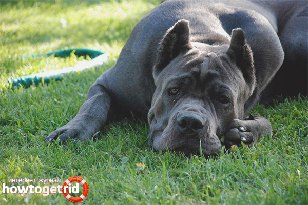 Cane Corso Care Guidelines