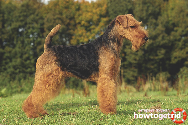 Proper maintenance and maintenance of the fox terriers