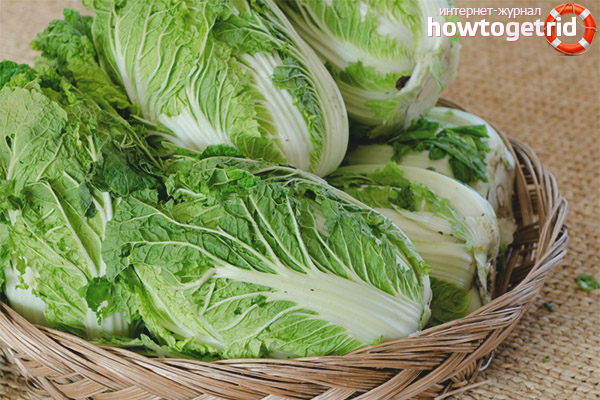 Peking cabbage contraindications for breastfeeding