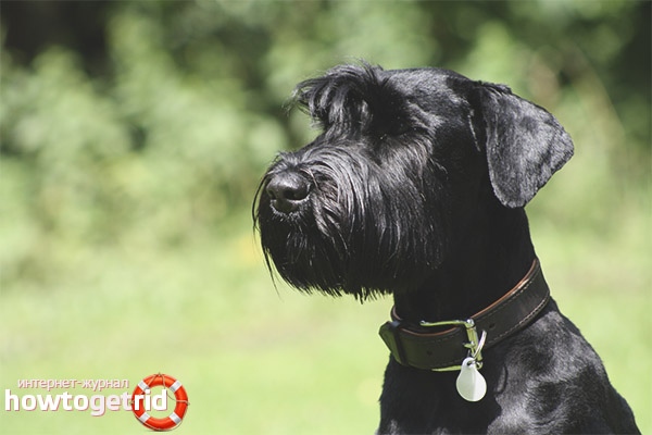 Giant Schnauzer