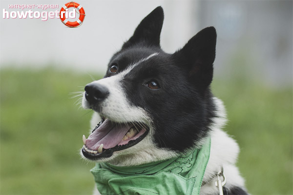 Russian-European Laika