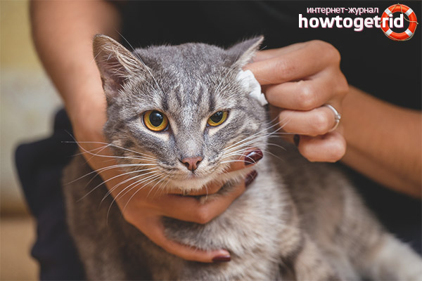 Symptoms of an ear tick