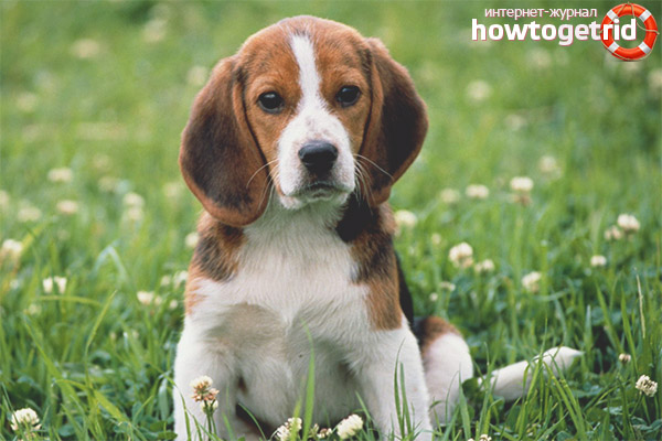 Beagle Socialization