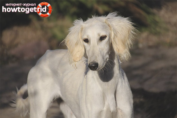 Saluki care and maintenance