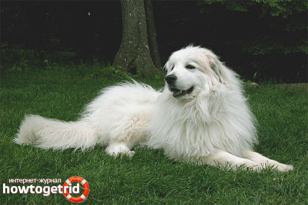 Maintenance and care for a Pyrenean dog