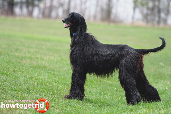 Standard and Key Features of the Afghan Hound