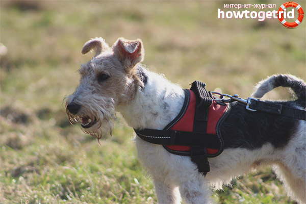 Breed standard Wire-haired Fox Terrier