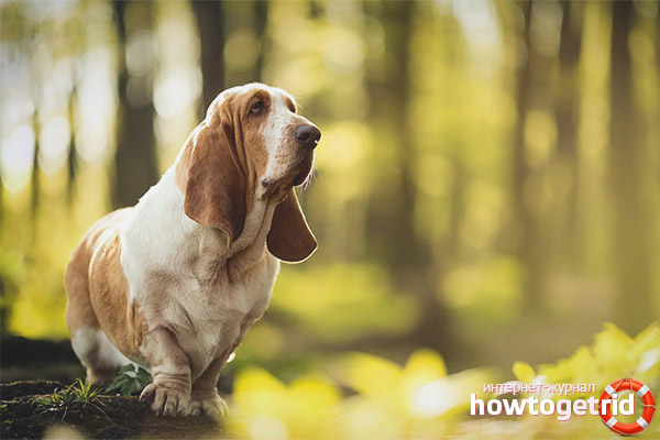 Basset Hound Standards