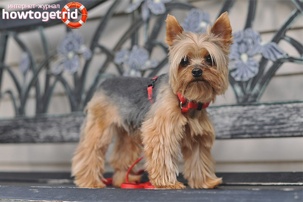 Yorkshire Terrier breed standards