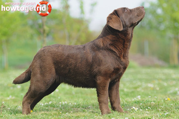 Labrador Retriever breed standards