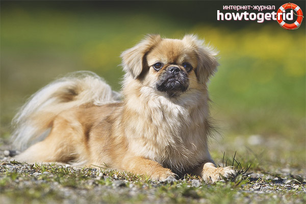 Tibetan Spaniel Standards