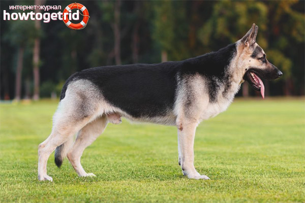 East European Shepherd Standards