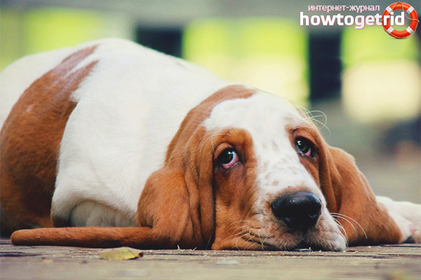 Basset Hound dog temperament