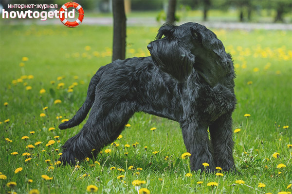 The subtleties of breeding rizenschnauzer