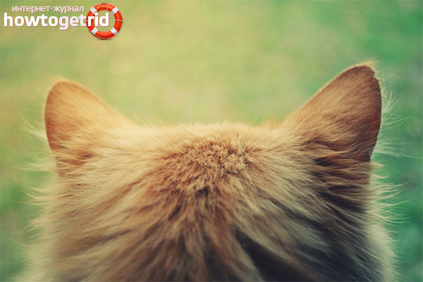 The cat has hot ears