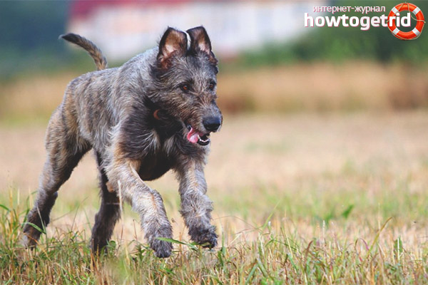 Care and maintenance of the Irish Wolfhound