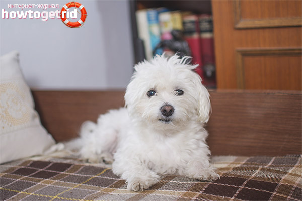 Care and maintenance of a Maltese lap-dog