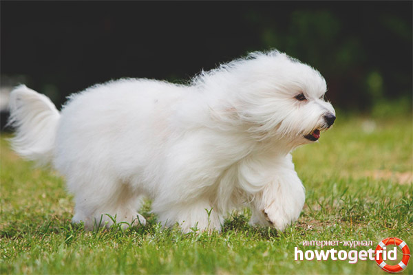 Care and maintenance of Coton de Tulear dogs