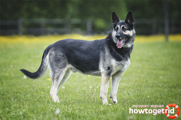 Care and maintenance of East European Shepherd Dog