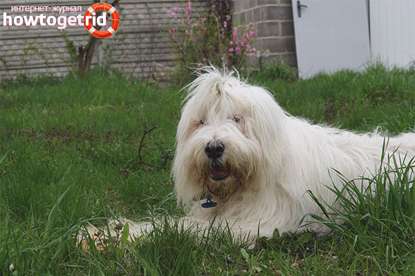South Russian Shepherd Care