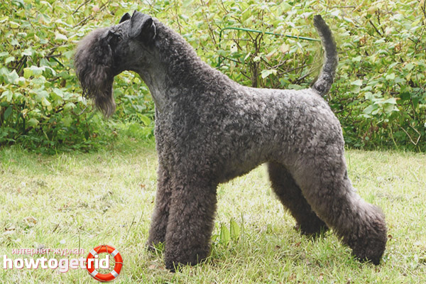 Caring for the Blue Terrier