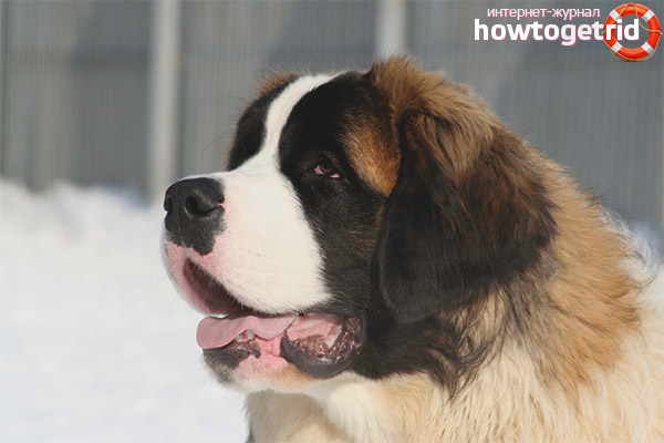 Care for the Moscow Watchdog