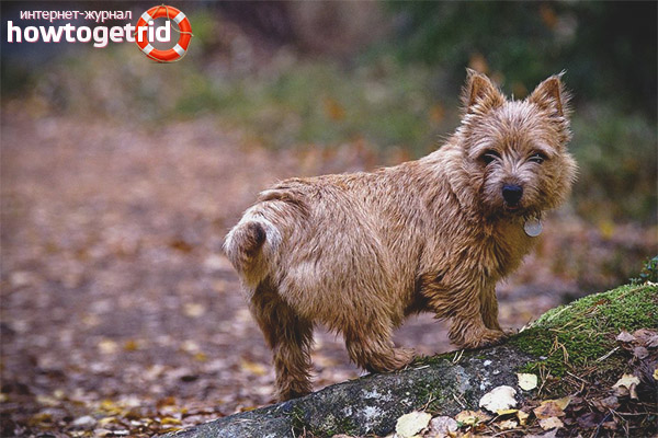 Norwich Terrier Care