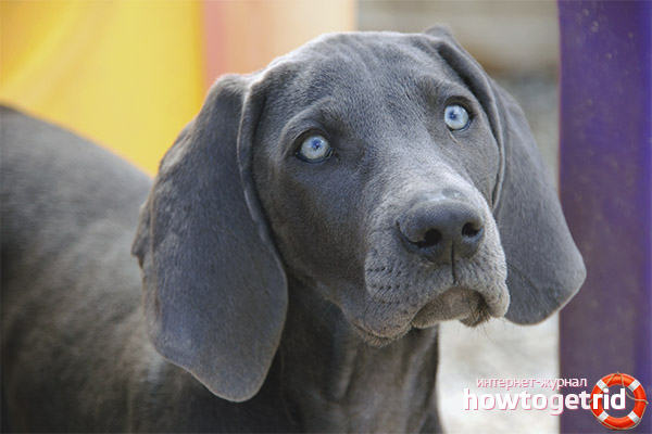 Weimaraner