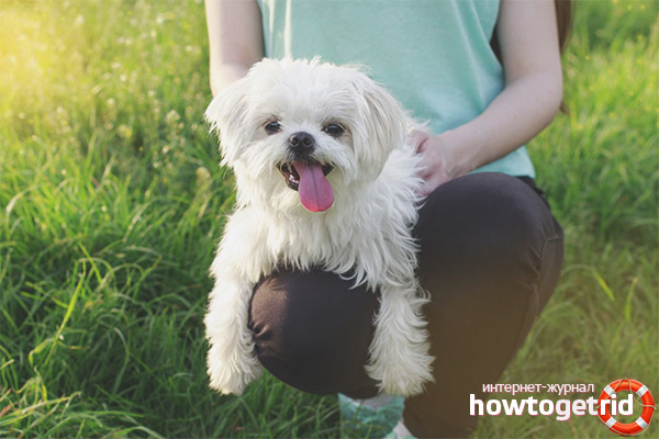 External characteristics of the Maltese lapdog