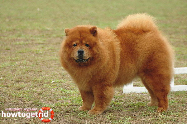 Appearance of Chow Chow