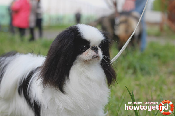 Japanese Chin Appearance