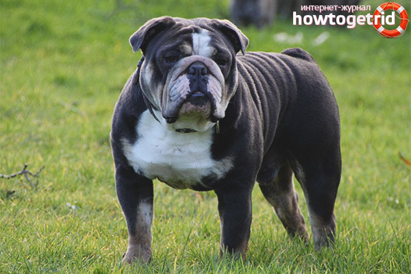 Raising an English Bulldog