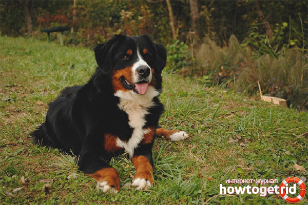 Raising the Bernese Mountain Dog