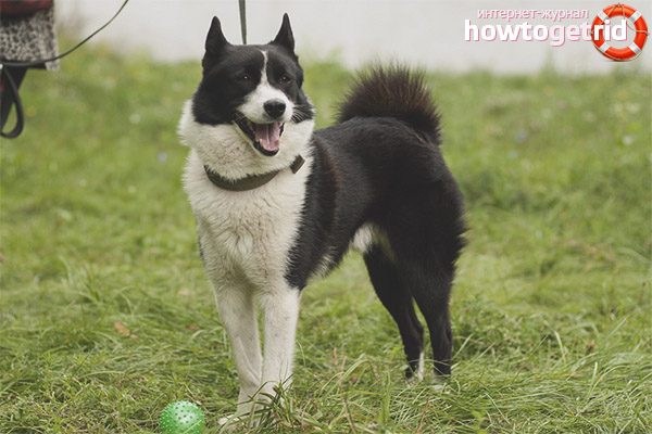 Education and training of the Russian-European husky