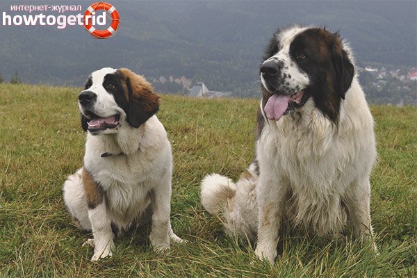 Education of the Moscow watchdog