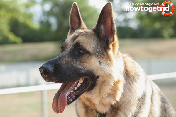 East European Shepherd