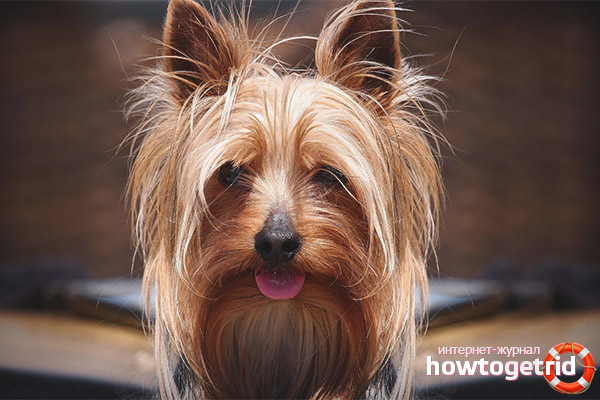 Yorkshire Terrier's health and longevity